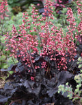 Timeless Night Heuchera (Coral Bells) for pick up July 9th-18th.