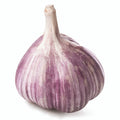 Duganski (purple-striped) Garlic for local pick up or shipping late September