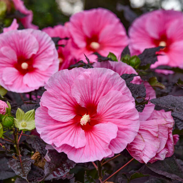 Summerific Edge of Night Hardy Hibiscus