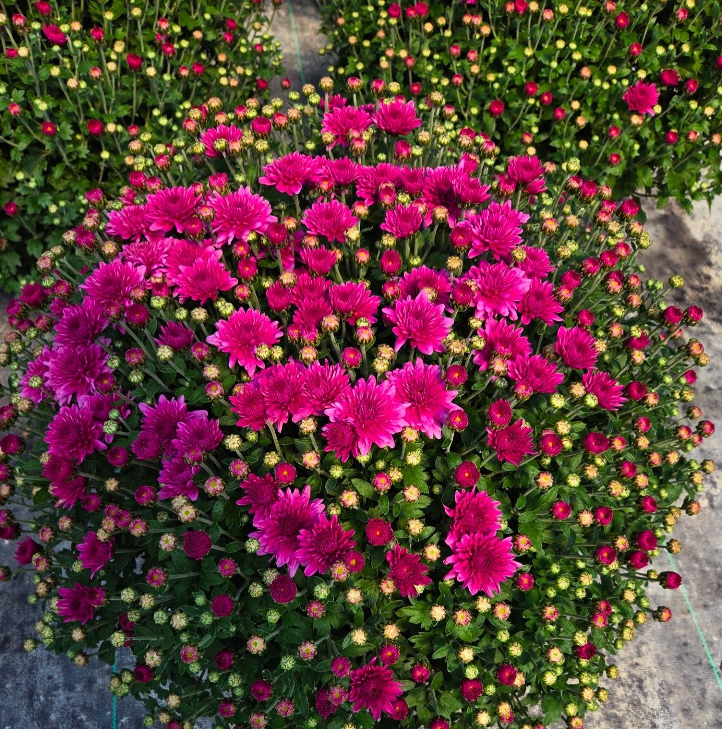 The Fall Favorite Mixed Planter