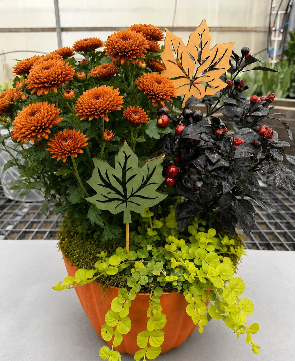 The Fall Favorite Mixed Planter