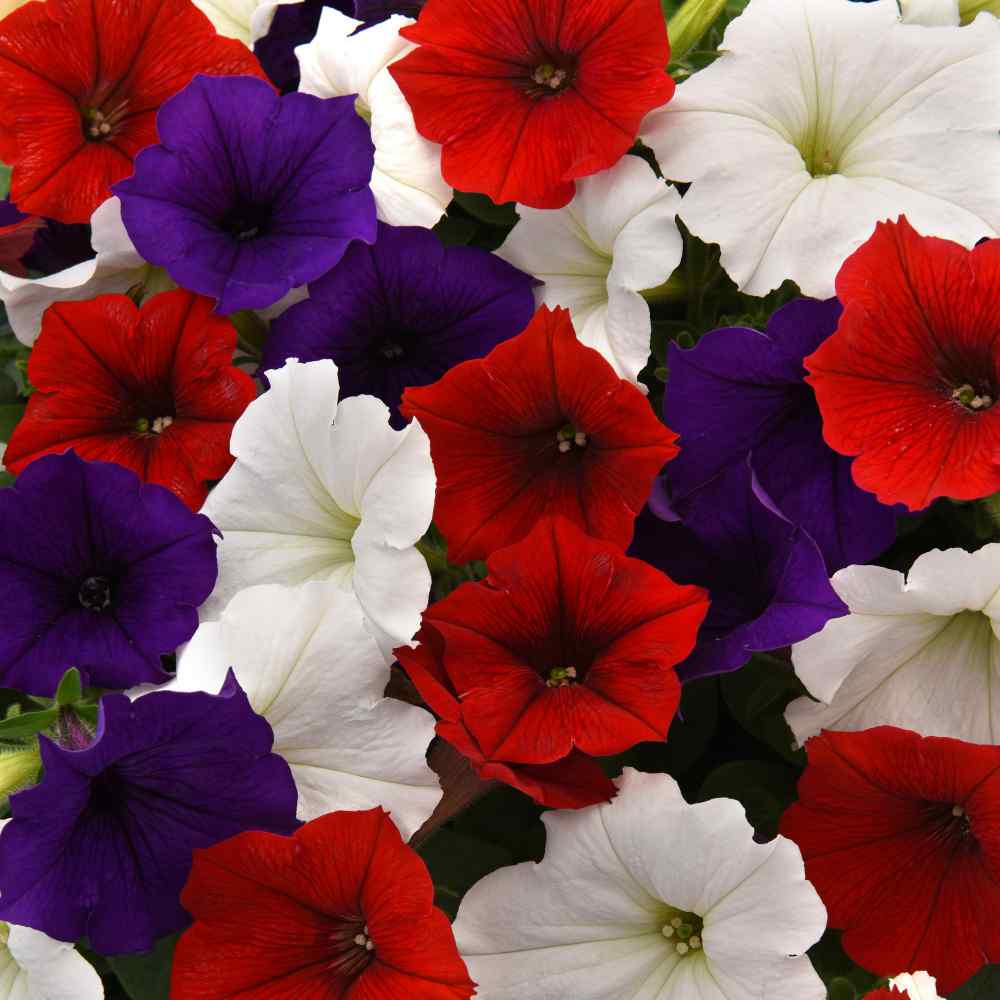 "Happy Birthday America!" Wave Petunia Flag Mix (6 Packs)