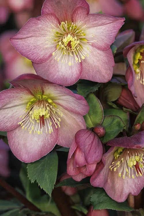 New for 2026: Frosted Pink Hellebore (1 Gallon)