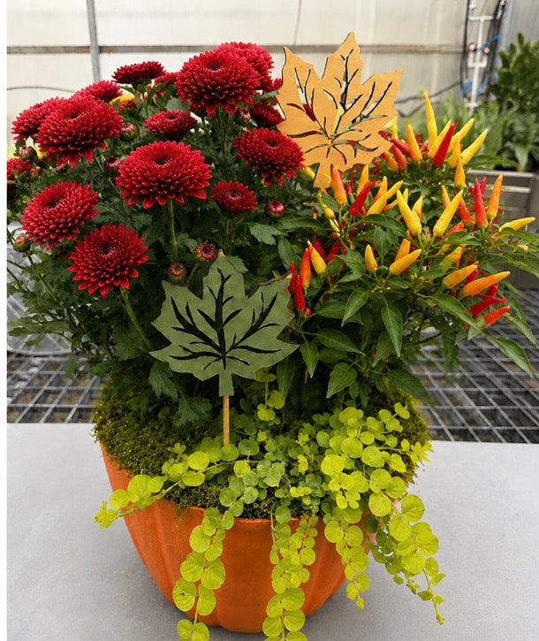 The Fall Favorite Mixed Planter