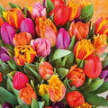 Funky Fuzion Tulip Medley