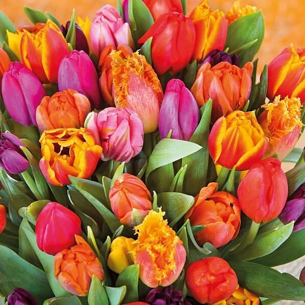 Funky Fuzion Tulip Medley