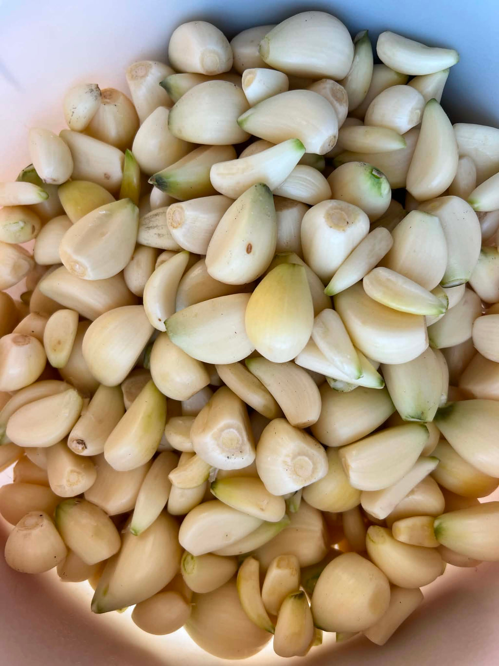 Blue Music Garlic for local pick up or shipping late September