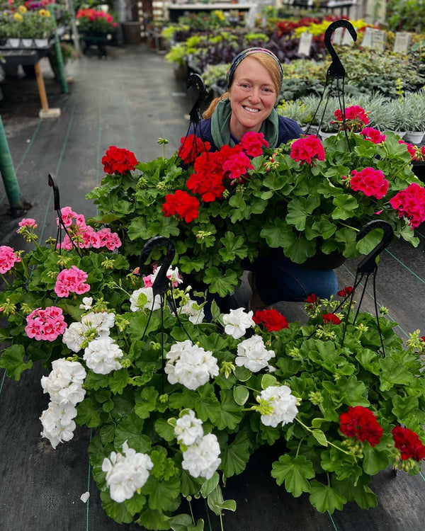 Petals for Mom (Geranium Hanging Baskets)