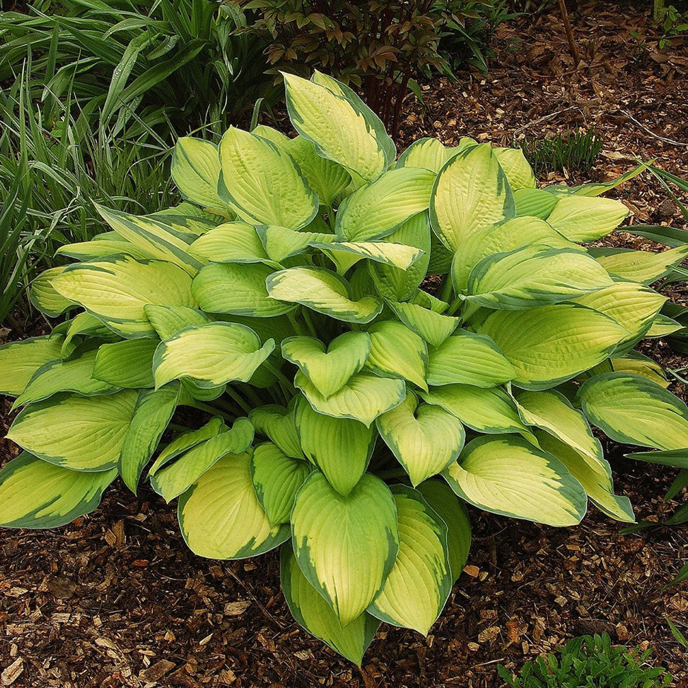 Hosta Trio Collection (Special Value only online) Pick up June 20th-27th.