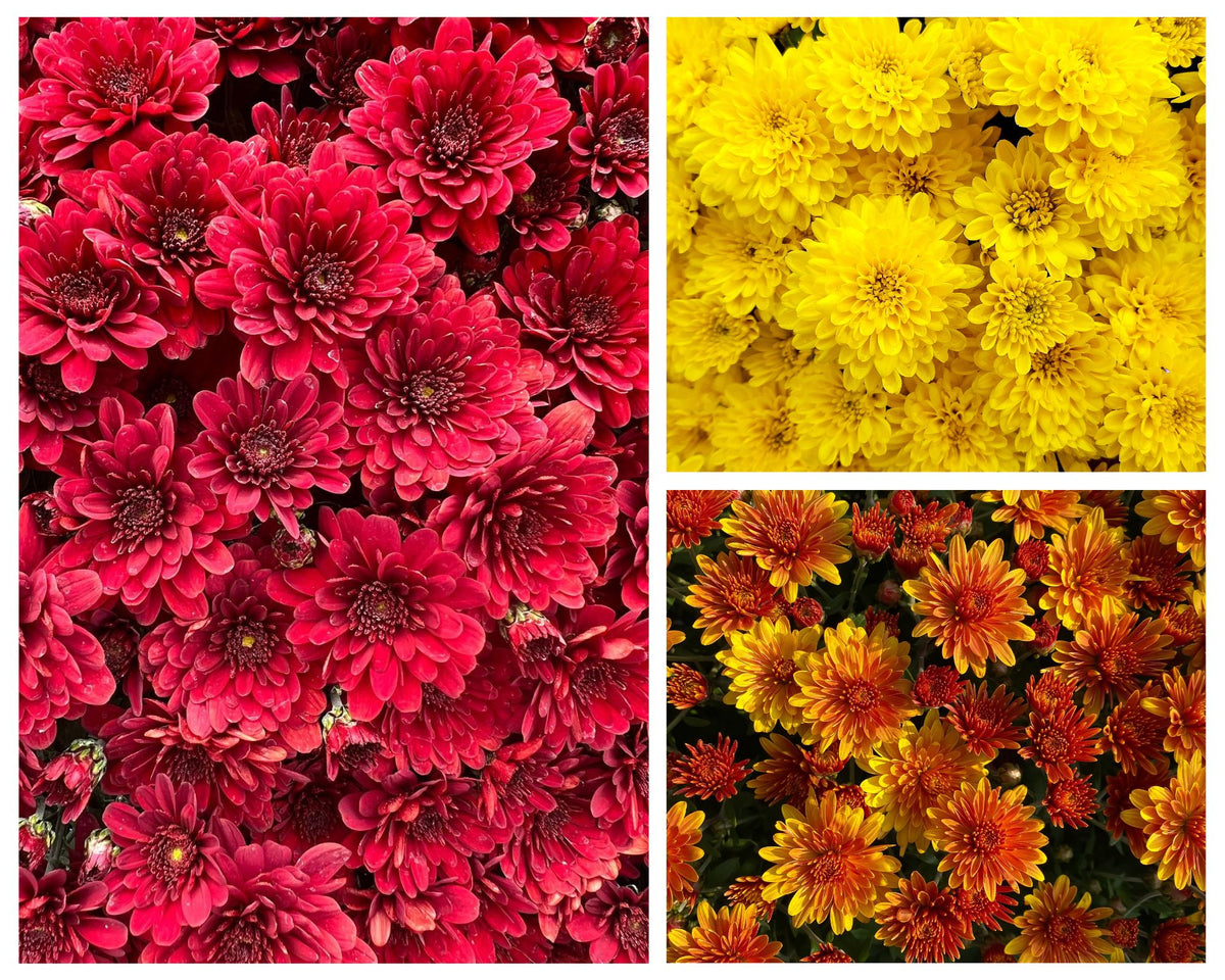 Hanging Showstopper Mum Baskets Pick up mid-late September (when in bloom)