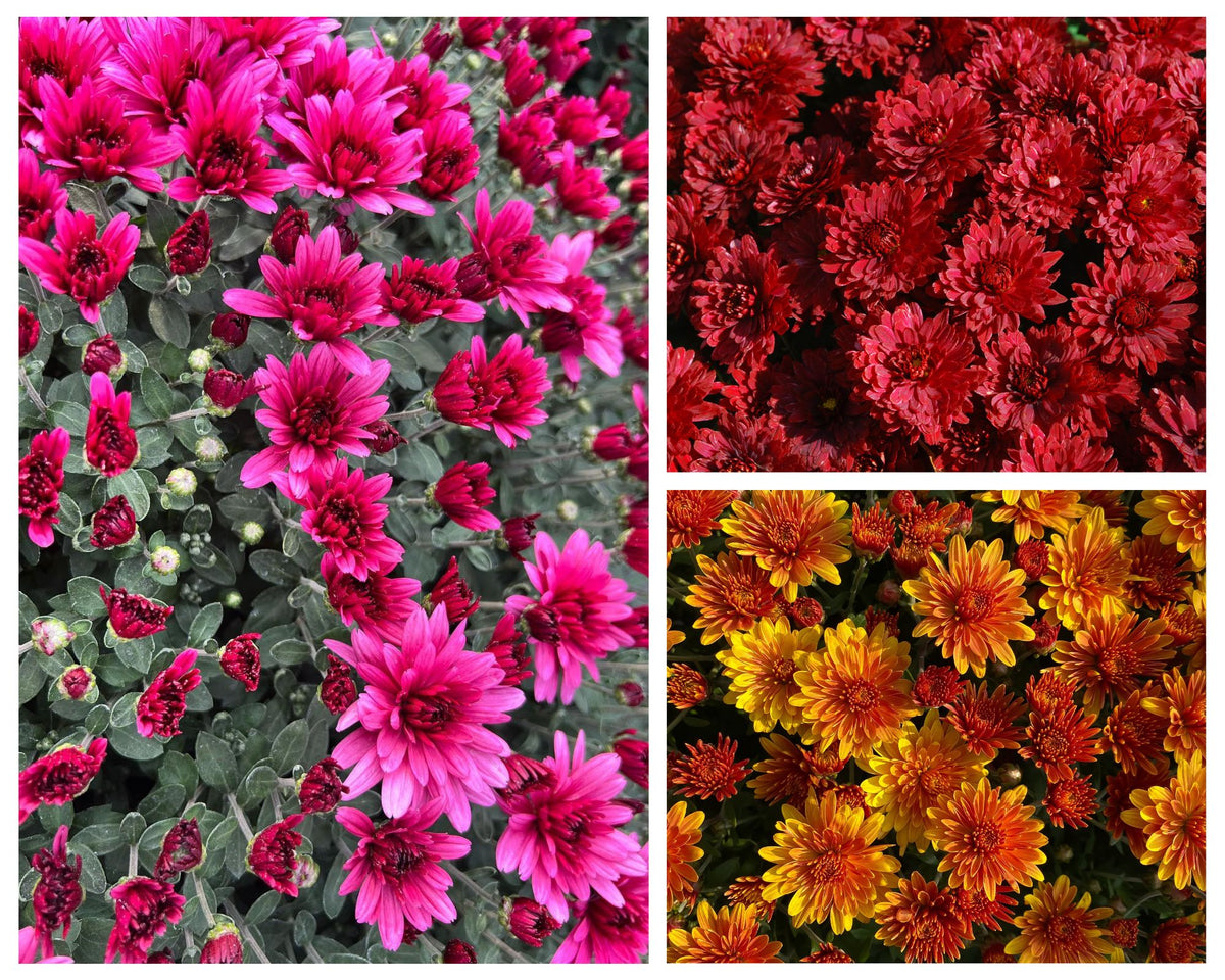 Hanging Showstopper Mum Baskets Pick up mid-late September (when in bloom)
