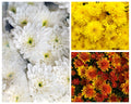 Hanging Showstopper Mum Baskets Pick up mid-late September (when in bloom)
