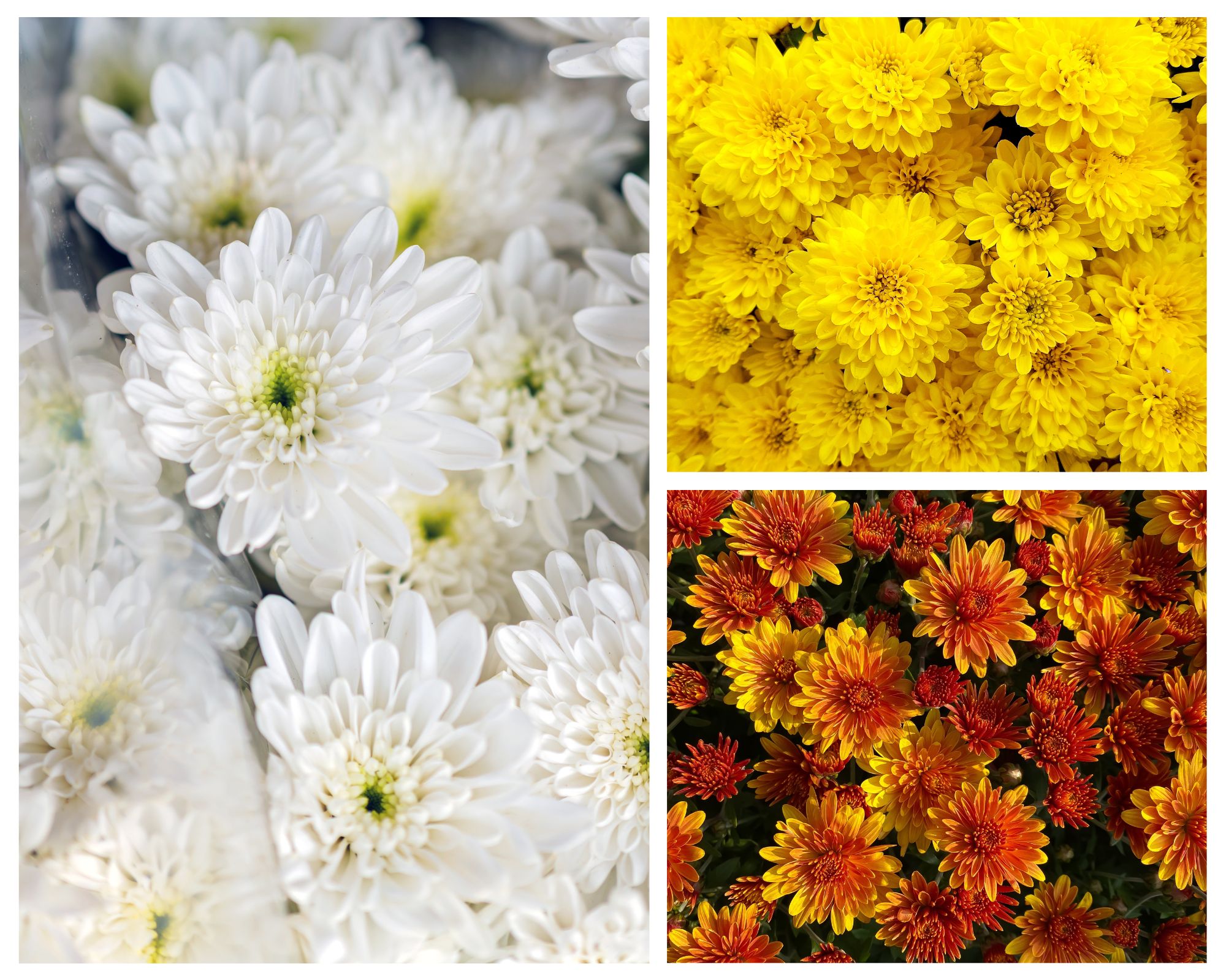 Hanging Showstopper Mum Baskets Pick up mid-late September (when in bloom)
