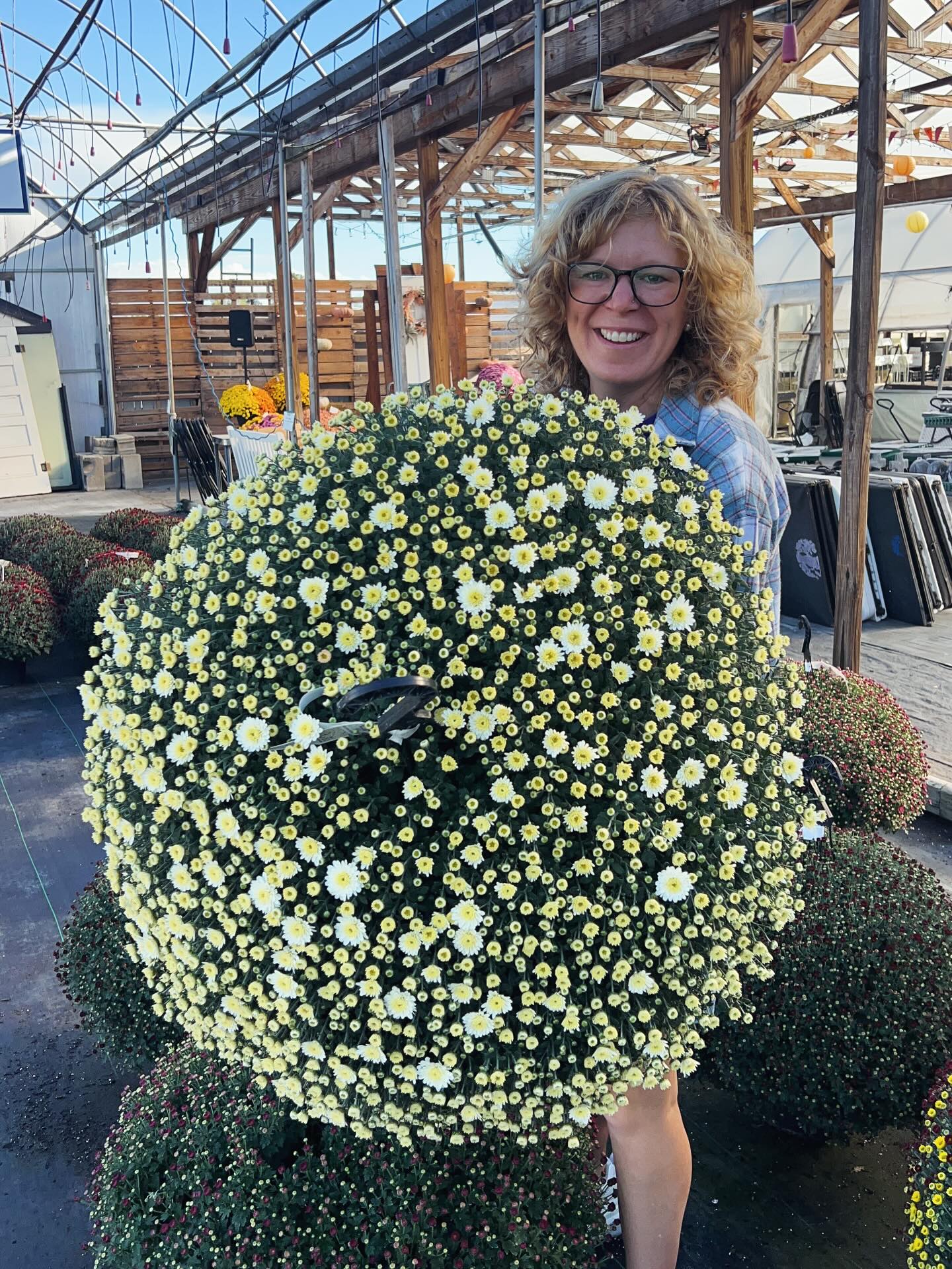 Hanging Showstopper Mum Baskets Pick up mid-late September (when in bloom)