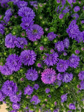 Henry III Purple Aster for pick up in early September