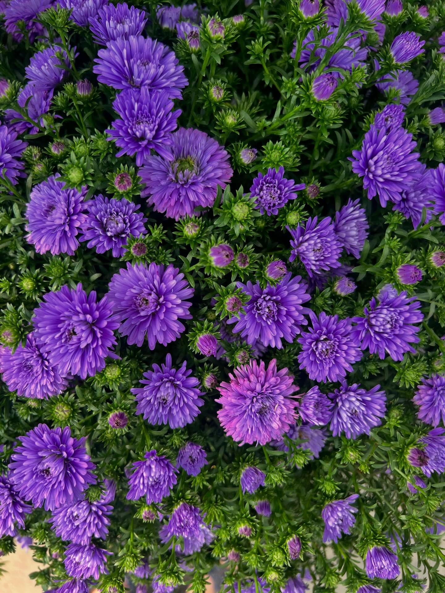 Henry III Purple Aster for pick up in early September