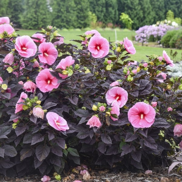 Summerific Edge of Night Hardy Hibiscus