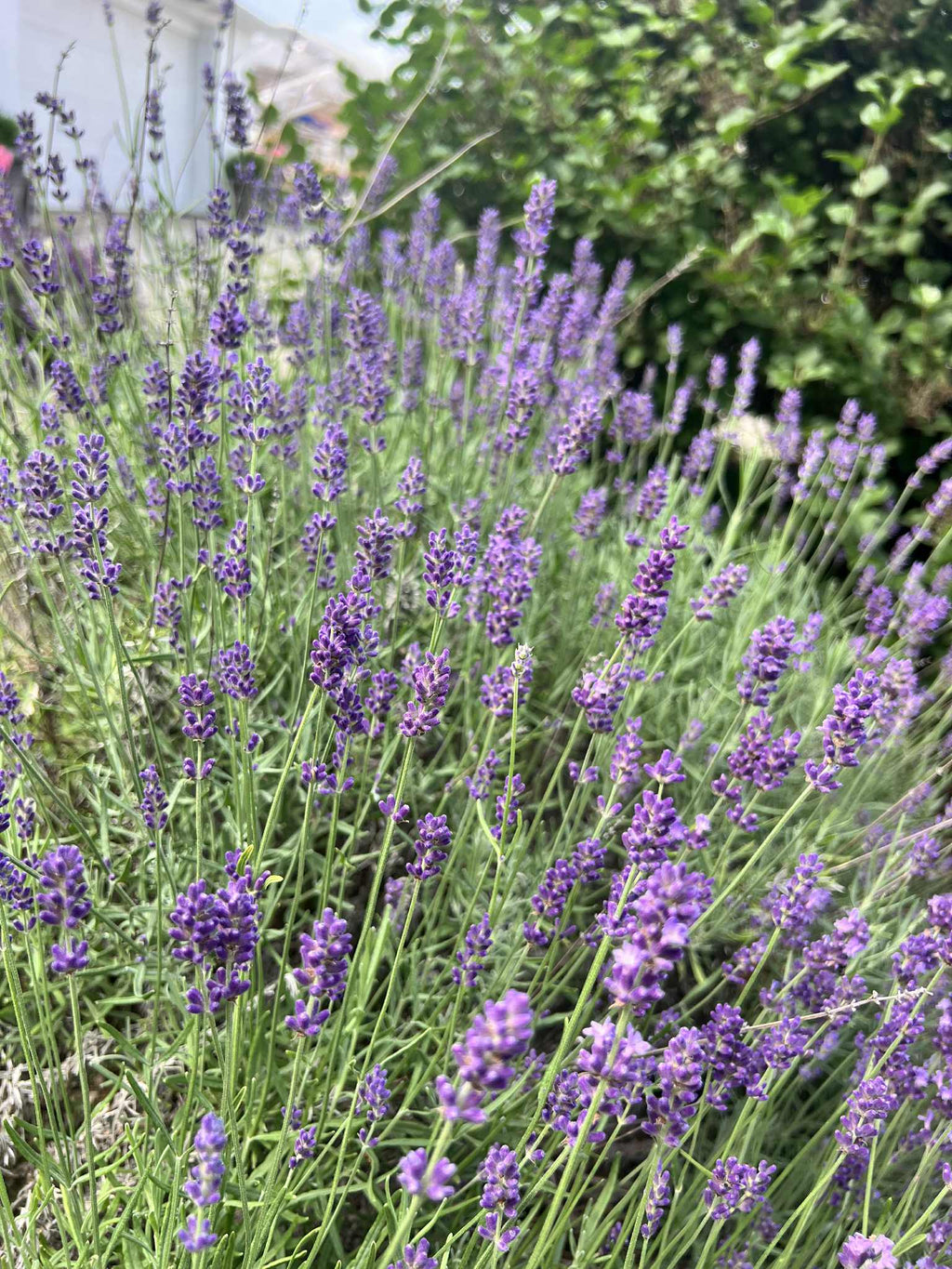 Hidcote Lavender Trio of 3