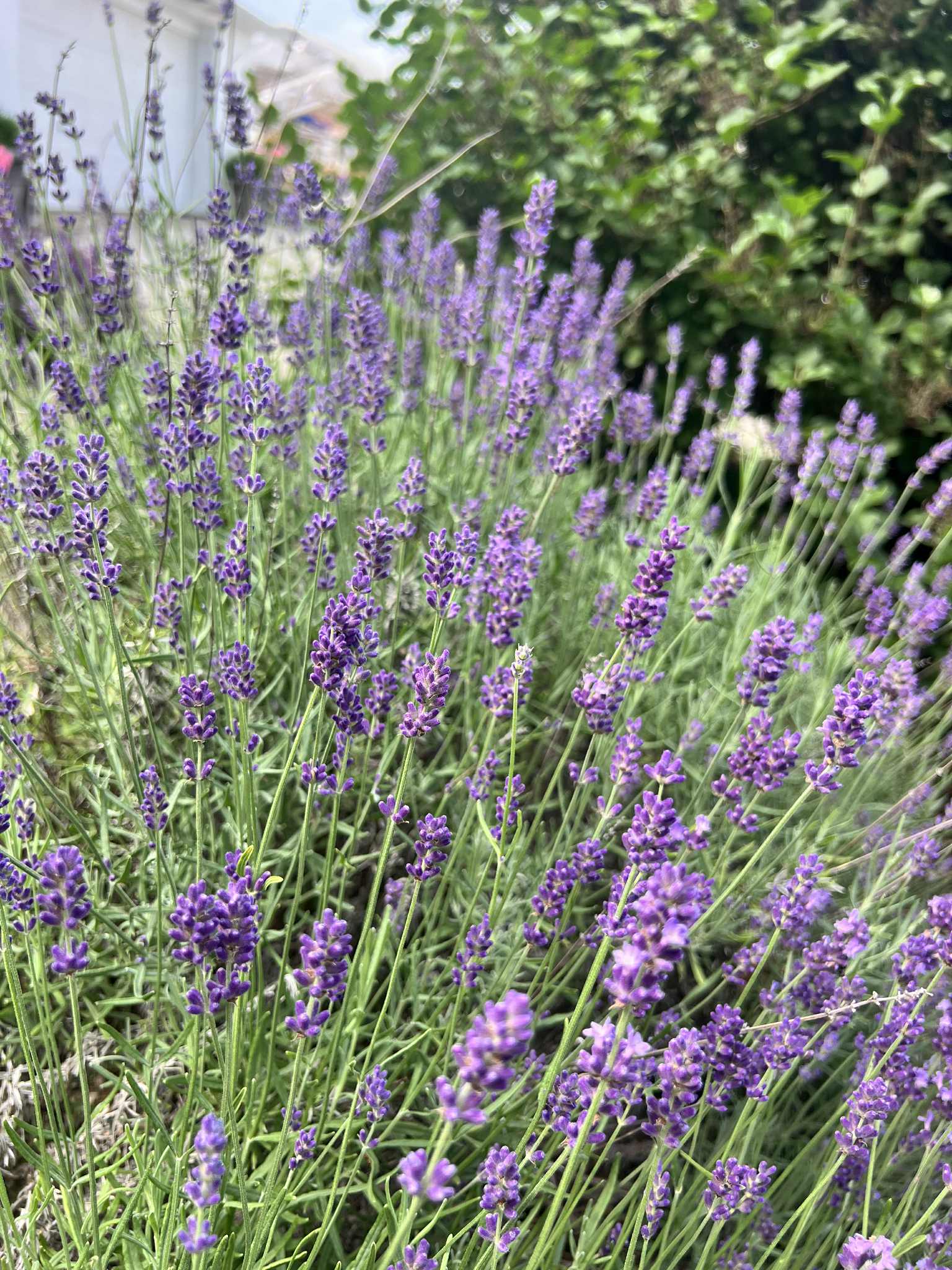Hidcote Lavender Trio of 3