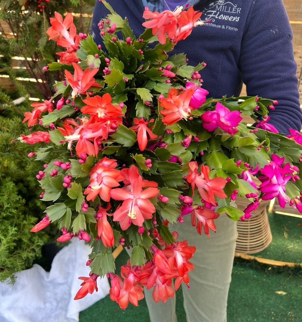 Holiday Cactus Planter Pick up November 16th-November 24th