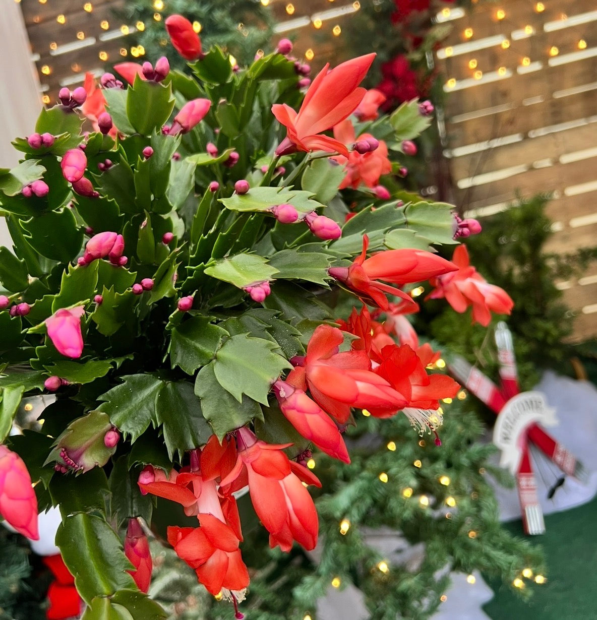 Holiday Cactus Planter Pick up November 16th-November 24th