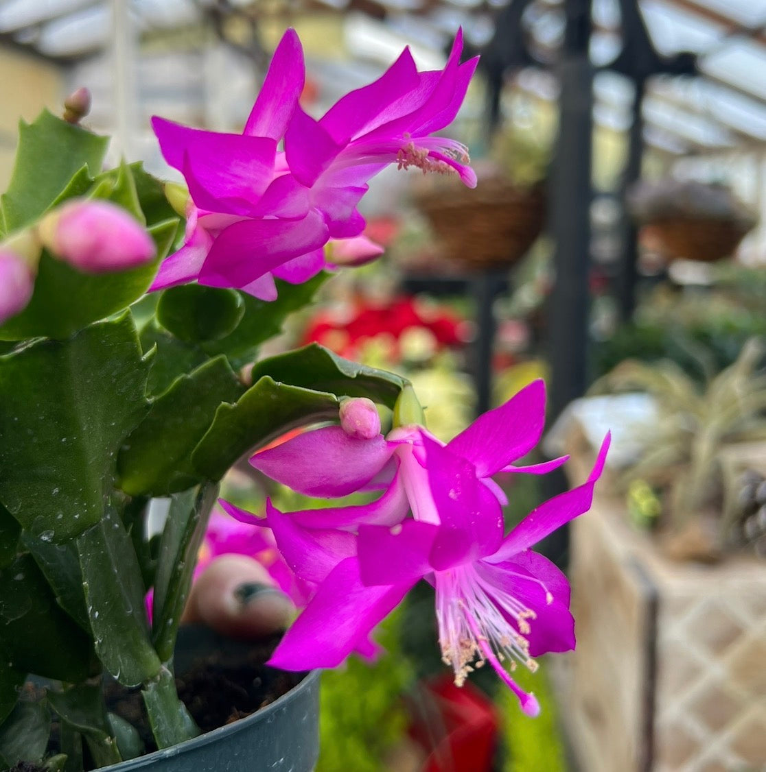 Holiday Cactus Planter Pick up November 16th-November 24th
