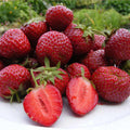 Honeyoe Strawberries June-Bearing (Dozen per pot)
