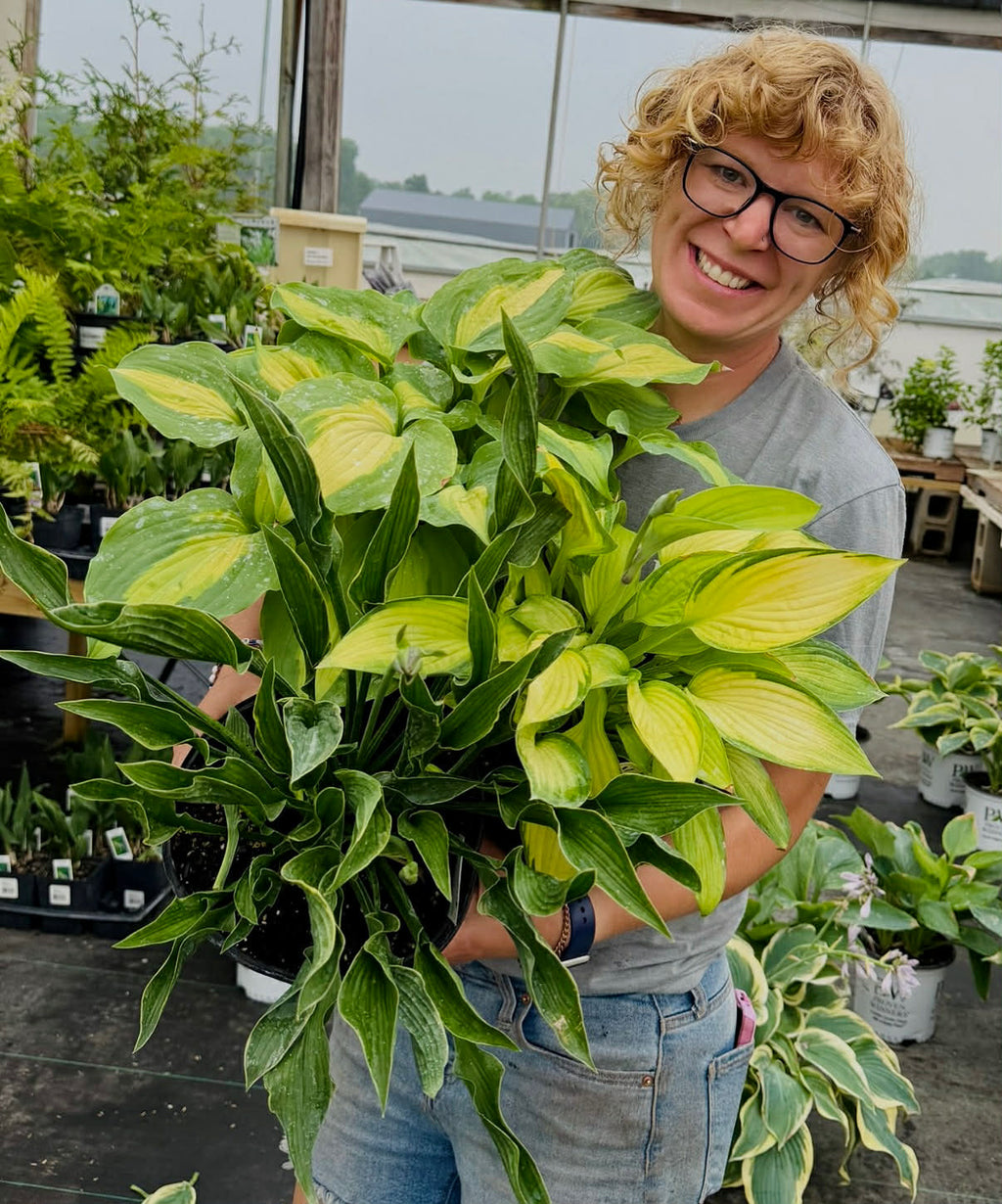 Hosta Trio Collection (Special Value only online) Pick up June 20th-27th.