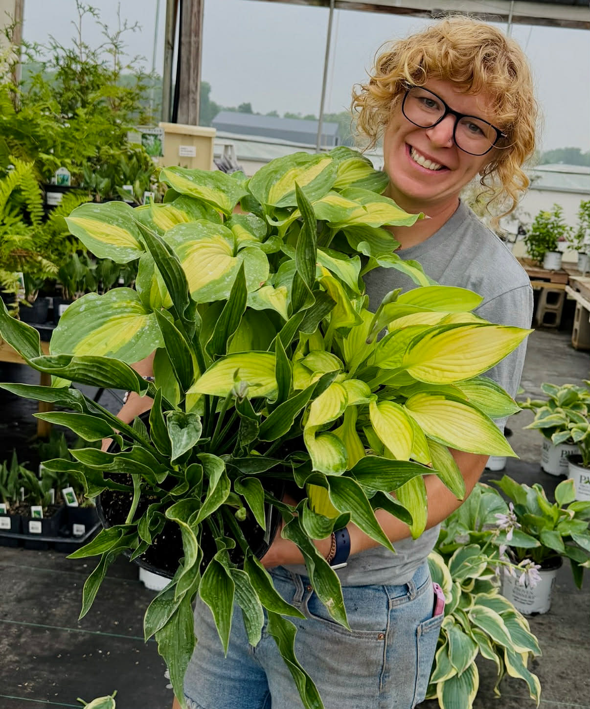 Hosta Trio Collection (Special Value only online) Pick up June 20th-27th.