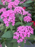 Hummingbird Favorite: Pentas (for pick up July 24th-30th)