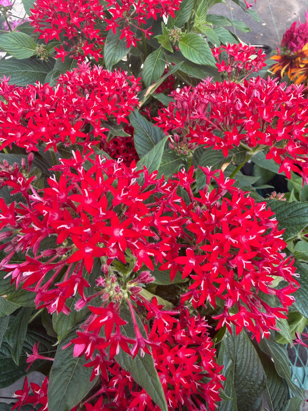 Hummingbird Favorite: Pentas (for pick up July 30th- August 1st)