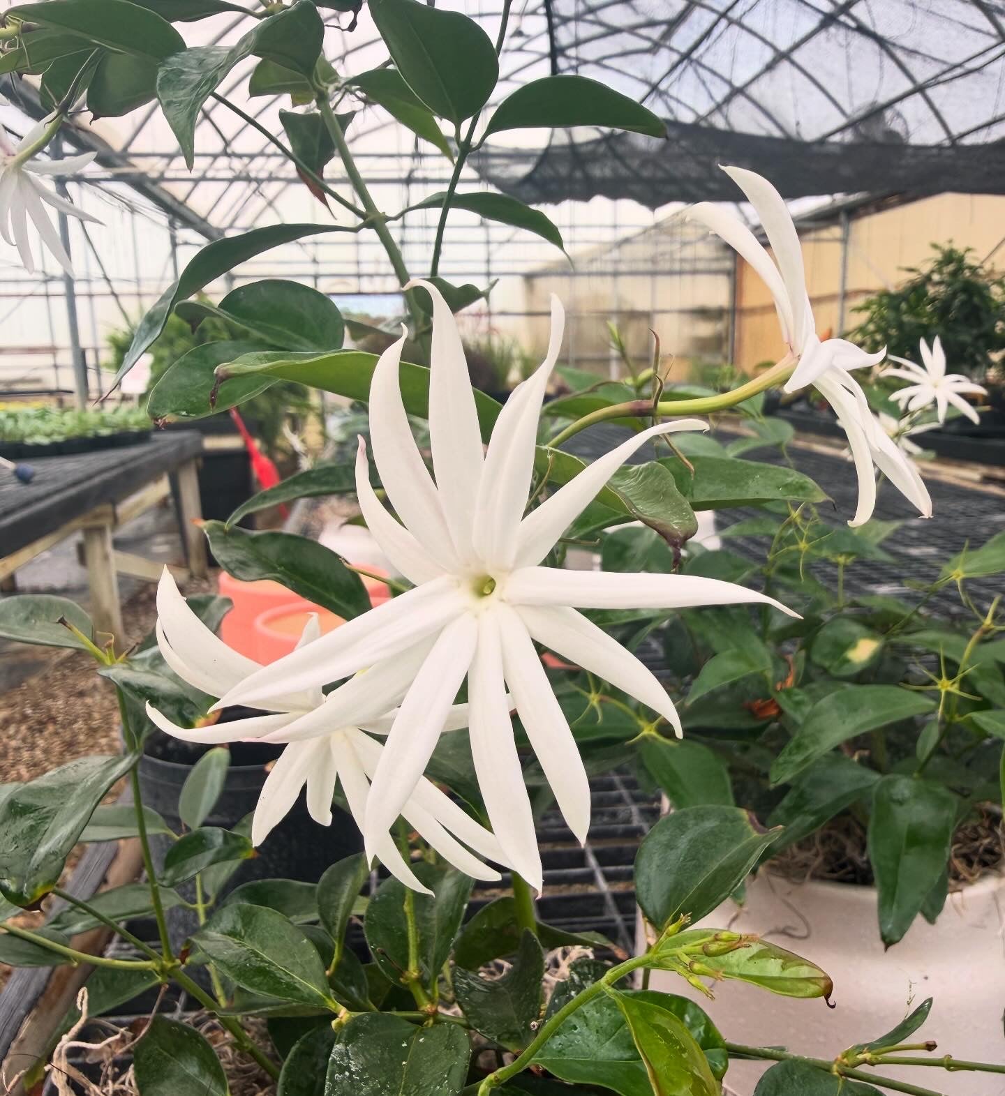 Angel Wing Jasmine for Pick up August 14th-21st.