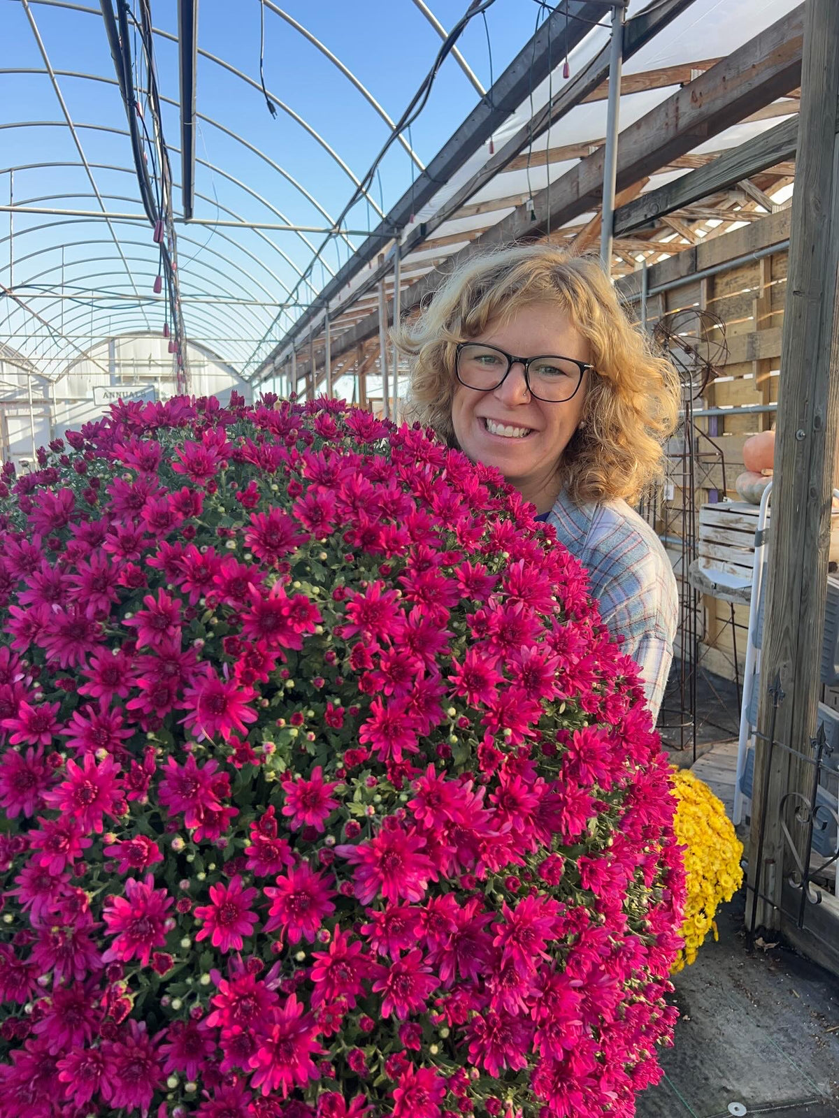 Large Showstopper Mums for pick up in mid-September