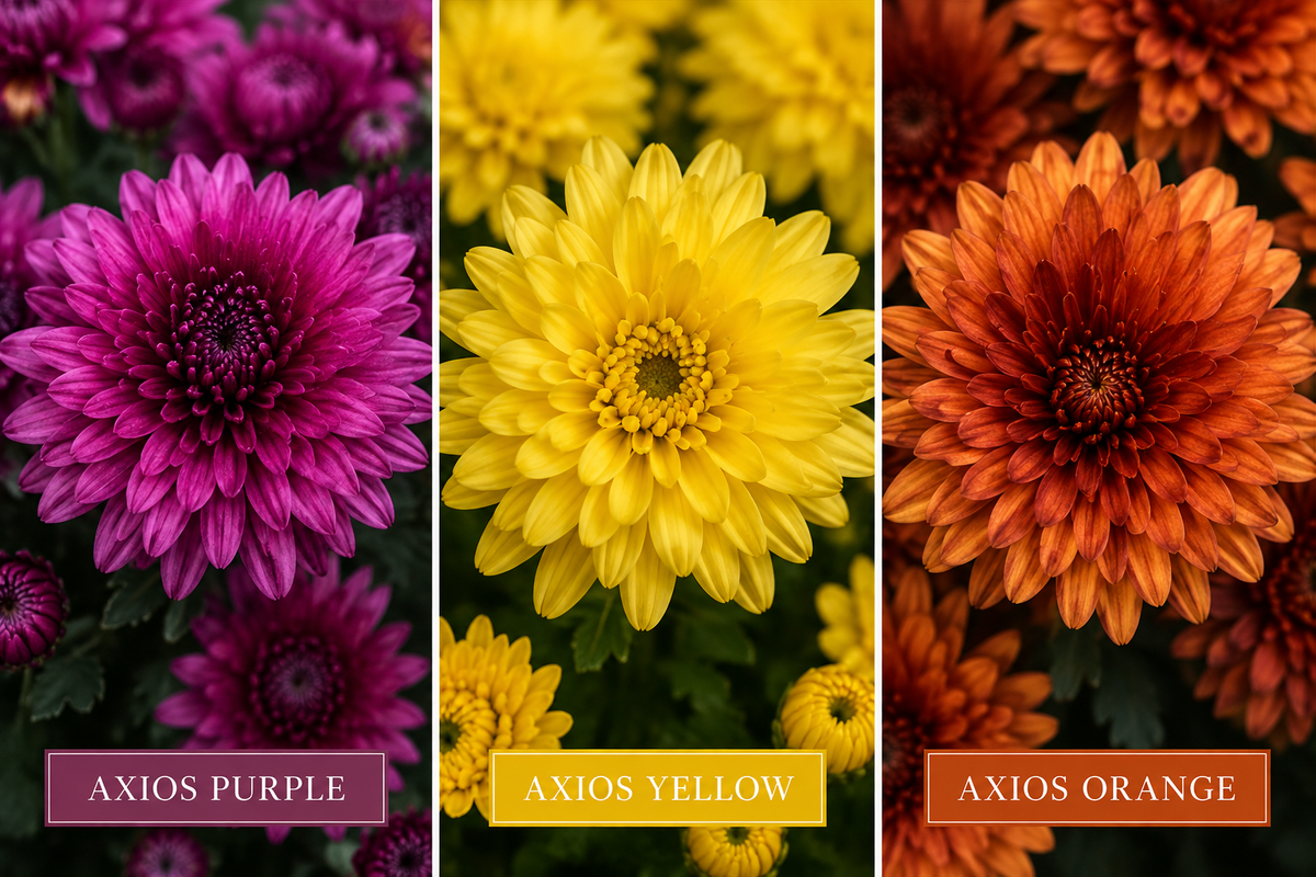 Large Showstopper Mums for pick up in mid-September