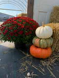 Fall Pumpkin stackers for pick up mid-September
