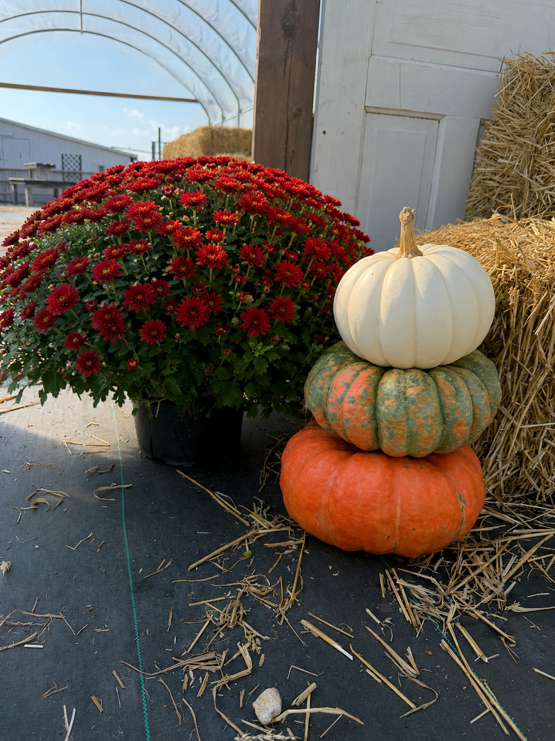 Fall Pumpkin stackers for pick up mid-September