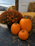 The Jack-O’-Lantern Collection Pick up in mid-September