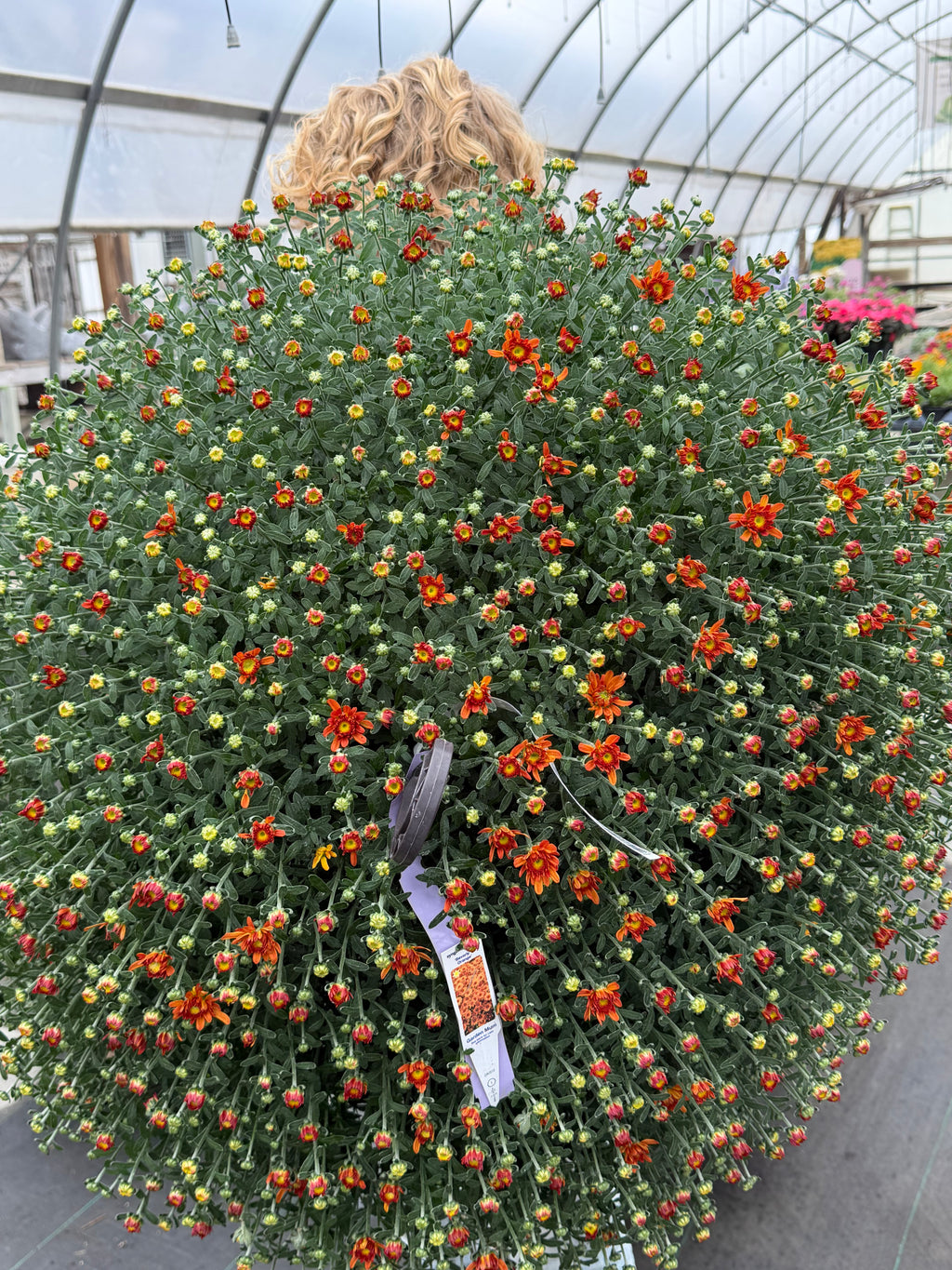 Mini Hanging Showstopper Baskets (Pick up as soon as Thursday, Sept 24th)
