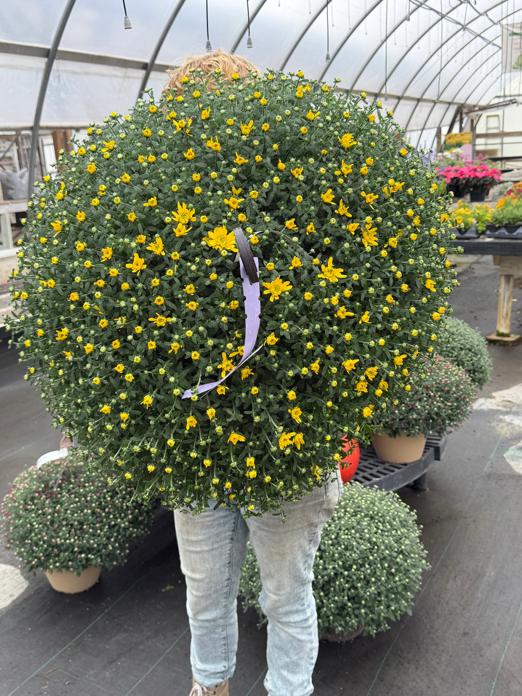 Mini Hanging Showstopper Baskets (Pick up as soon as Thursday, Sept 24th)