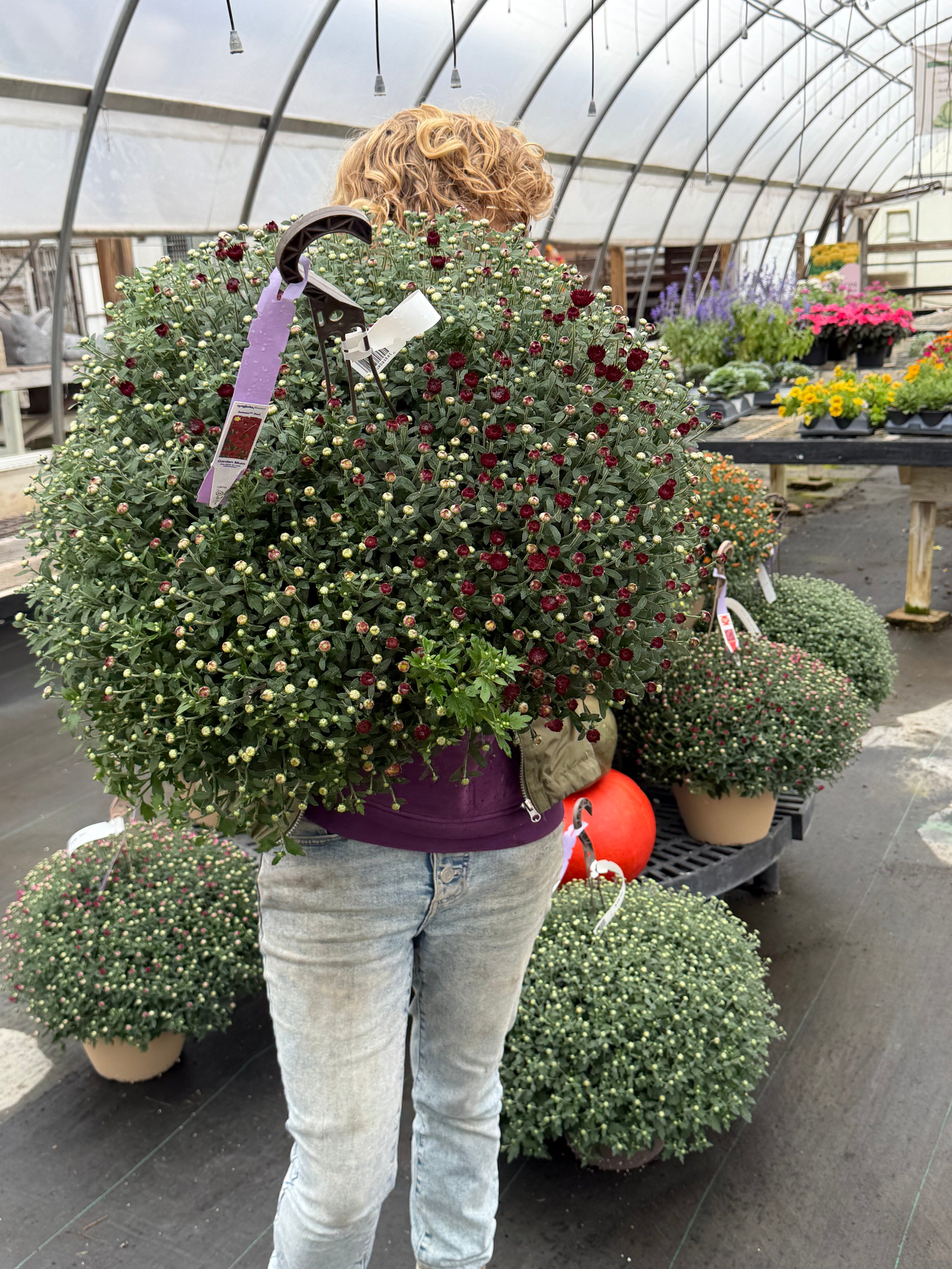 Mini Hanging Showstopper Baskets (Pick up as soon as Thursday, Sept 24th)
