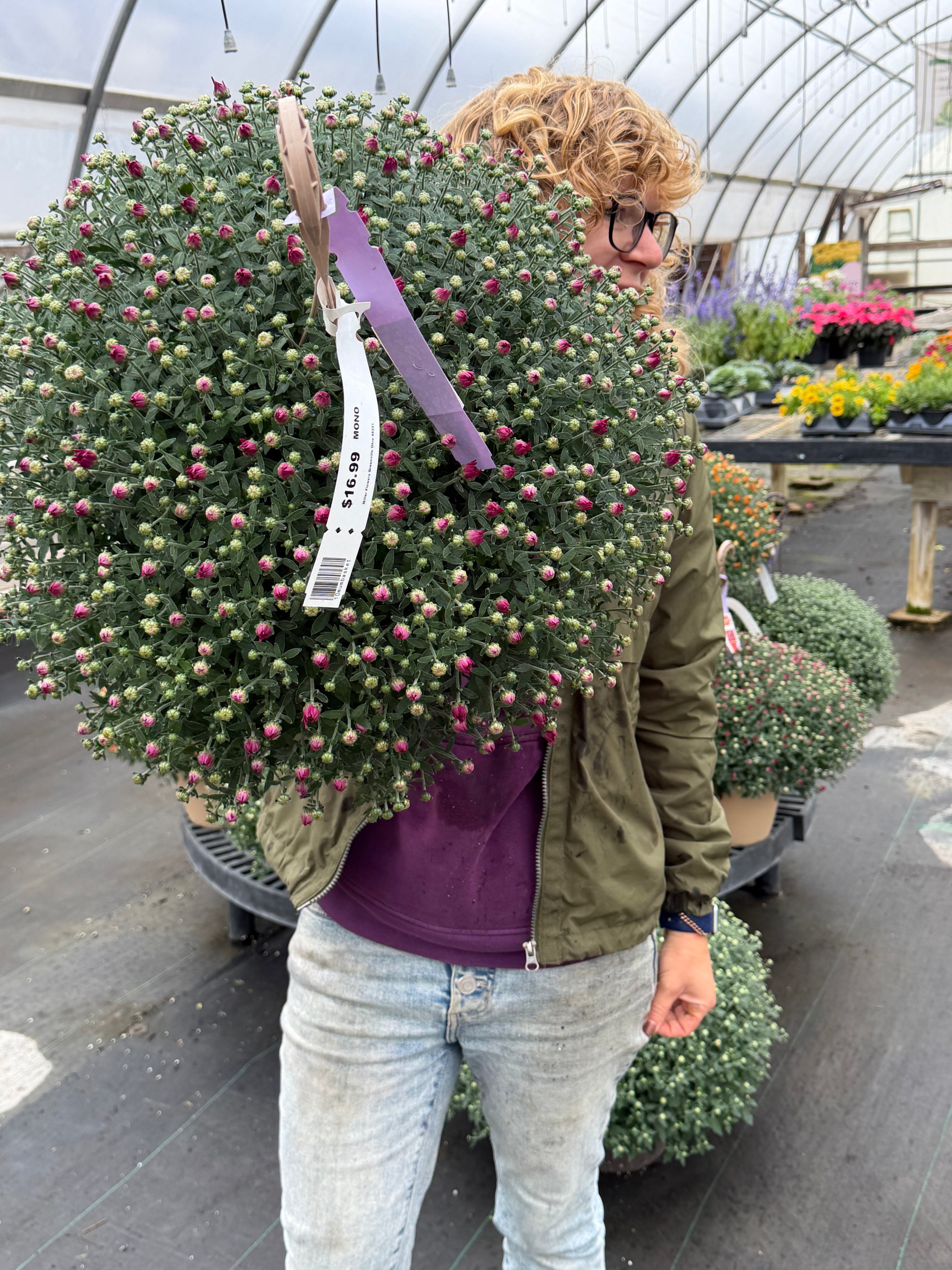 Mini Hanging Showstopper Baskets (Pick up as soon as Thursday, Sept 24th)