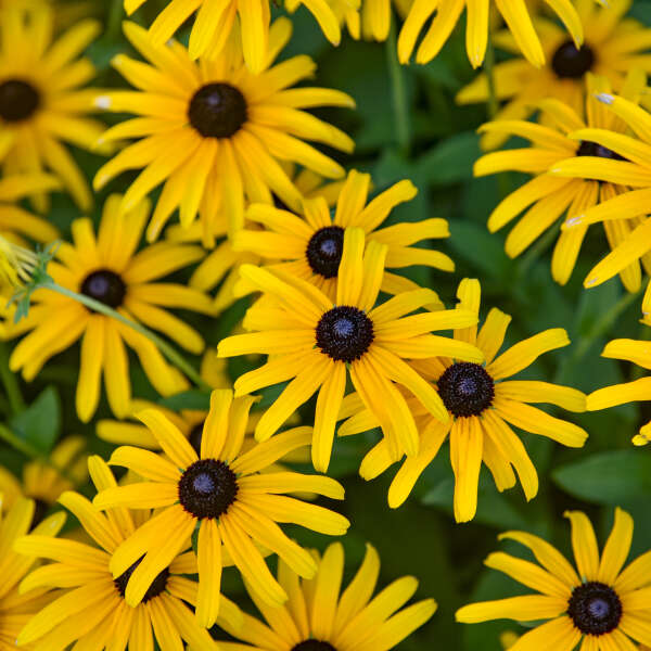 Treasure Trove Rudbeckia 1-gallon for pick up June 18th-25th