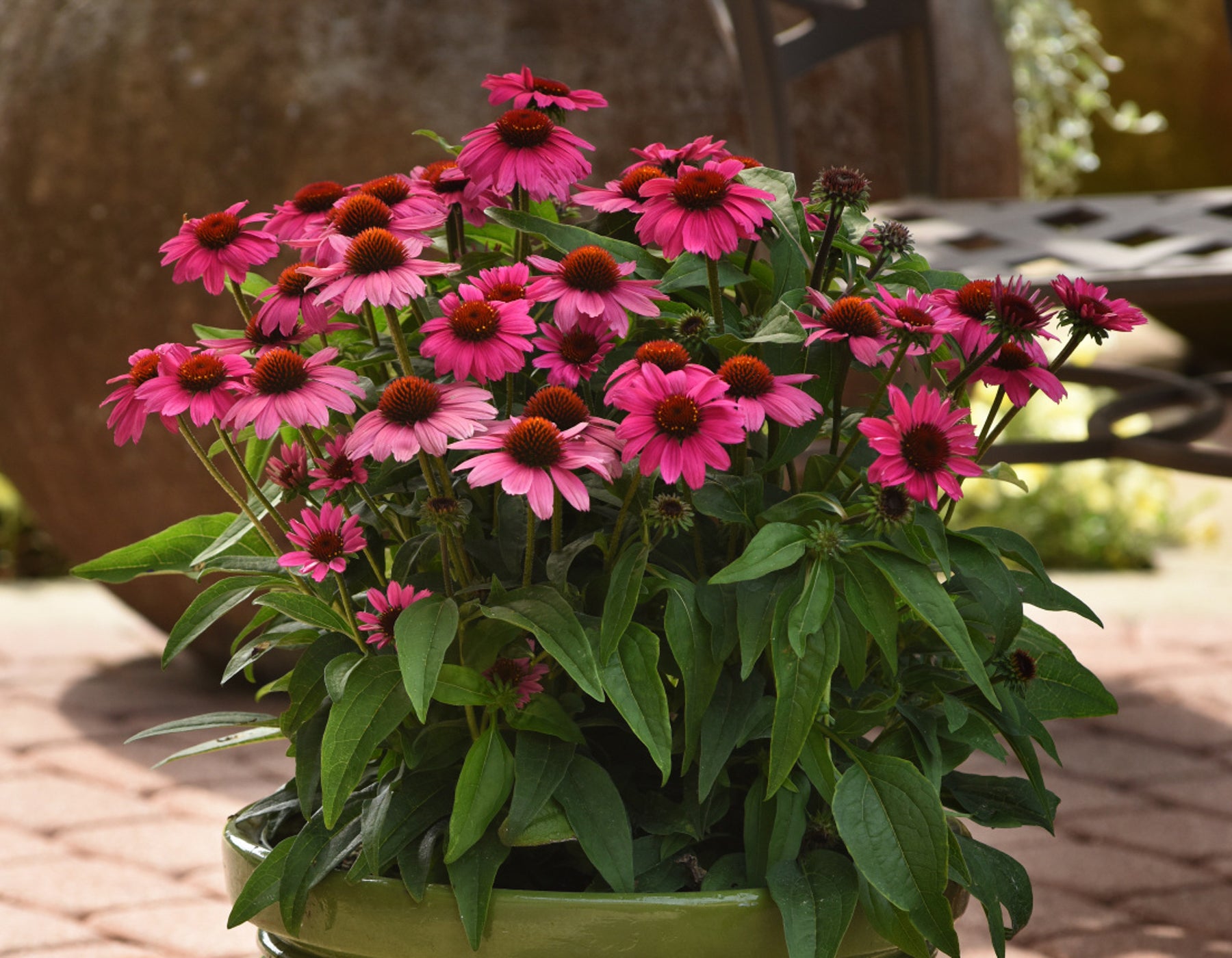 Sombrero Rosado Echinacea 1 gallon for pick up June 18th-25th