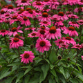Sombrero Rosado Echinacea 1 gallon for pick up June 18th-25th