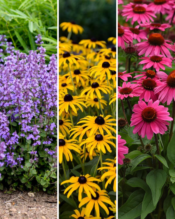 Buy The Summer Perennial Butterfly Collection Trio of 3 and Save! (Drought & Heat Tolerant) Pre-Order for Pick up: June 18th-25th
