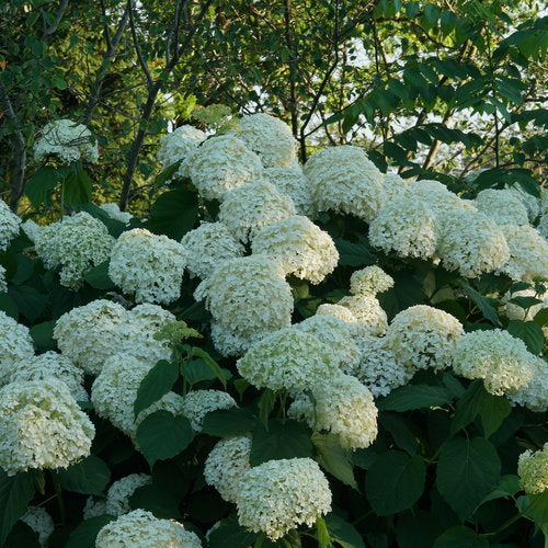 Incrediball Hydrangea (Easiest to Grow) 1 Gallon