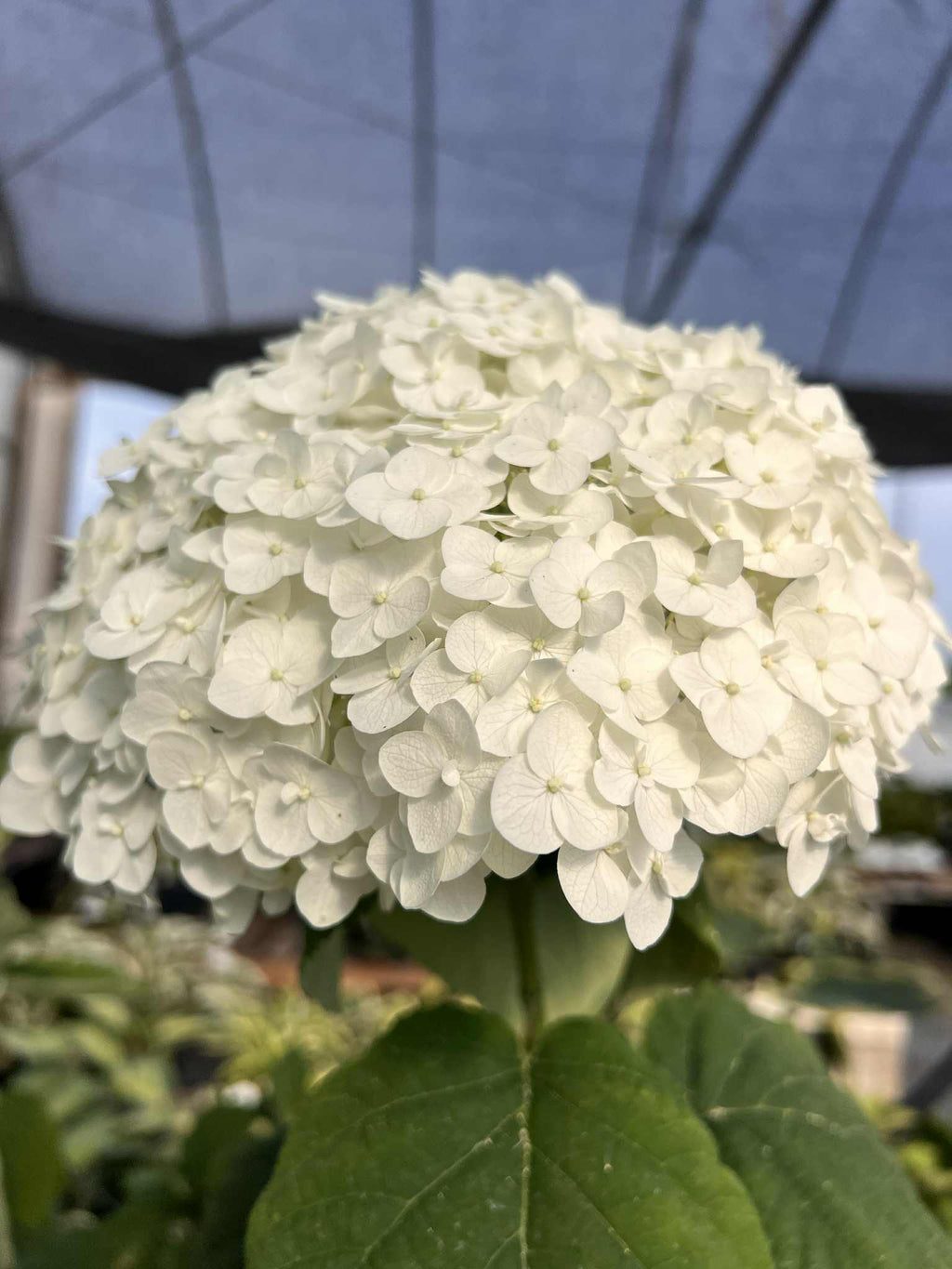 Incrediball Hydrangea (Easiest to Grow) 1 Gallon