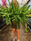 Kimberly Queen Fern Patio Planter for Pick up July 16th-23rd