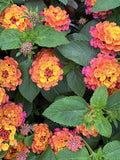 Landmark Rose Lantana (Butterfly dessert) Trio of 3