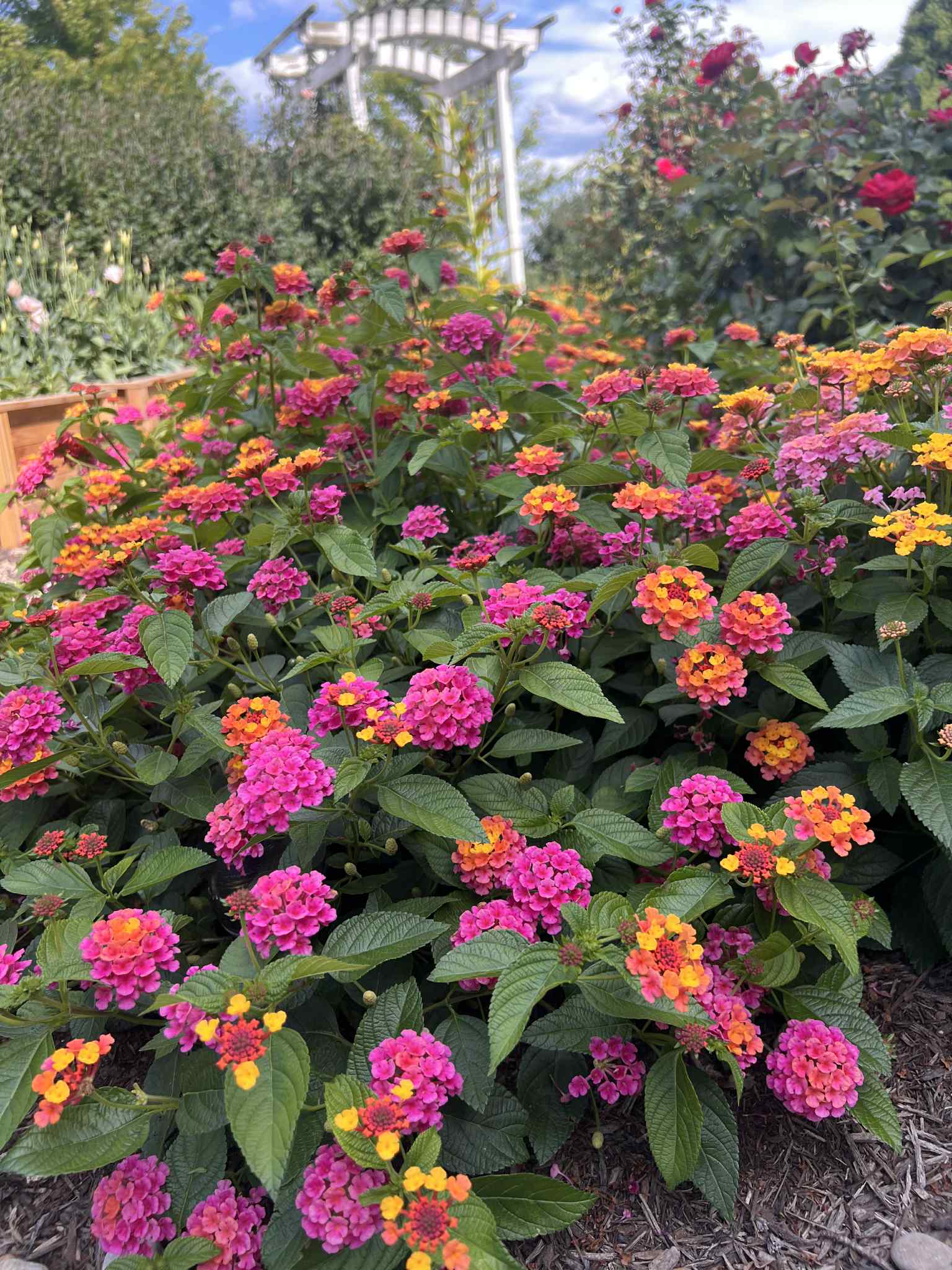 Landmark Rose Lantana (Butterfly dessert) Trio of 3